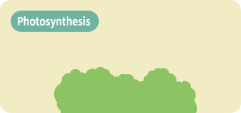 photosynthesis